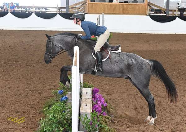 athletic-quarter-horse