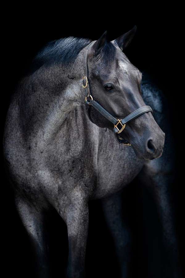 equitation-quarter-horse