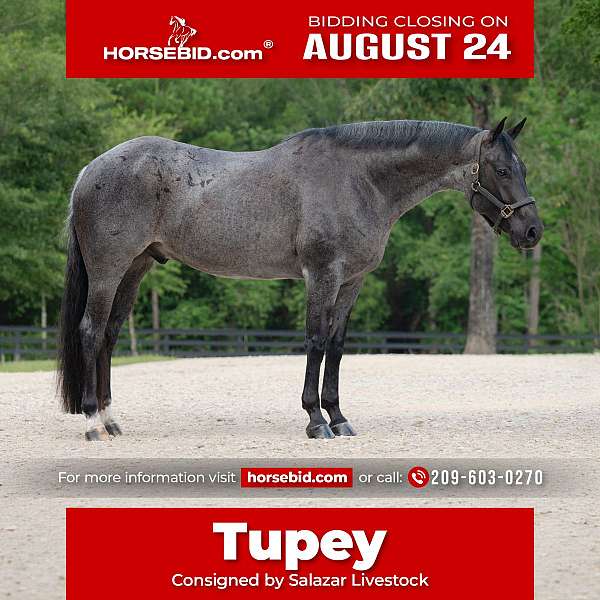 all-around-quarter-horse