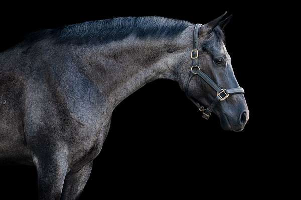 flashy-quarter-horse