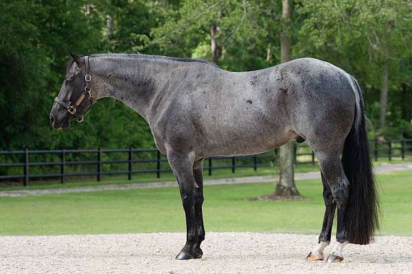 jumping-quarter-horse