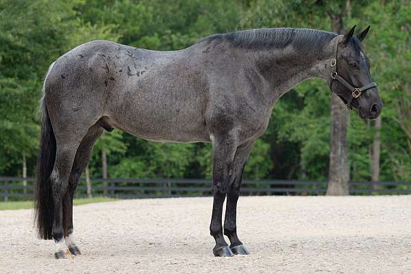 hunter-jumper-quarter-horse
