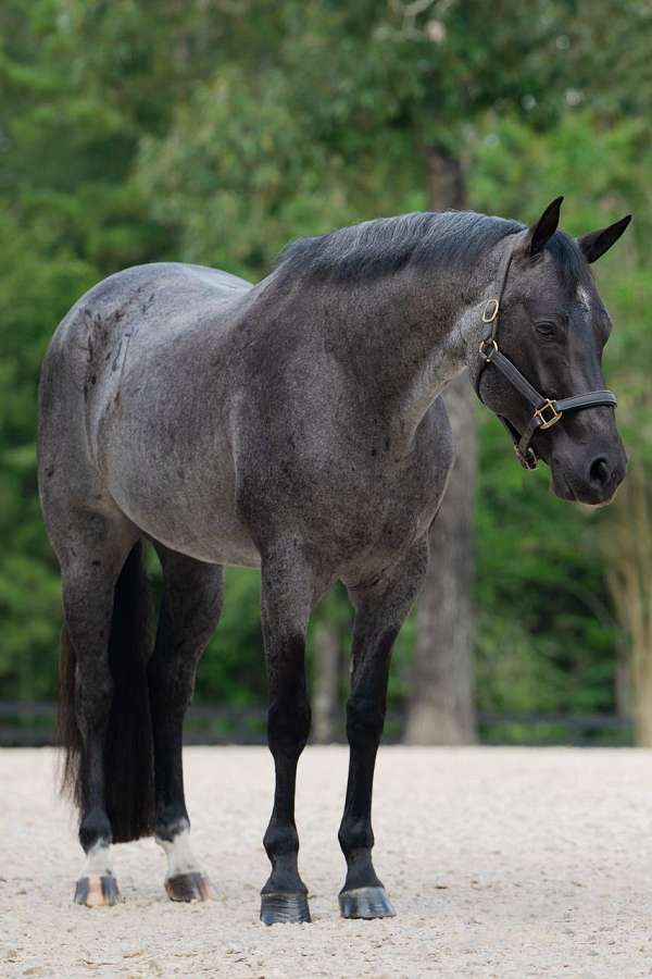 performance-quarter-horse