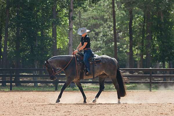 ranch-quarter-horse
