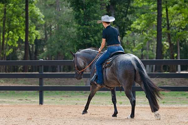 ranch-versatility-quarter-horse