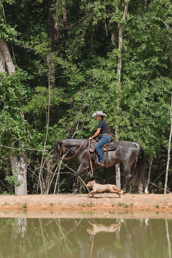 ridden-english-quarter-horse