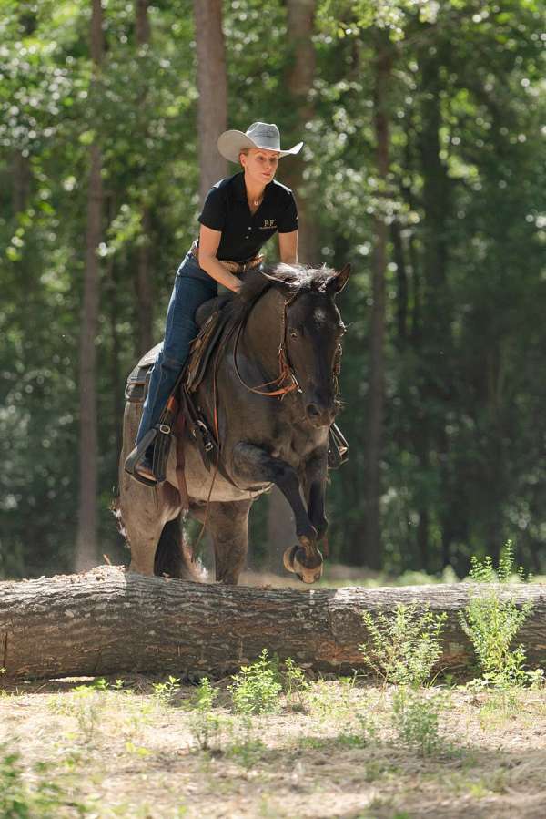 ridden-western-quarter-horse