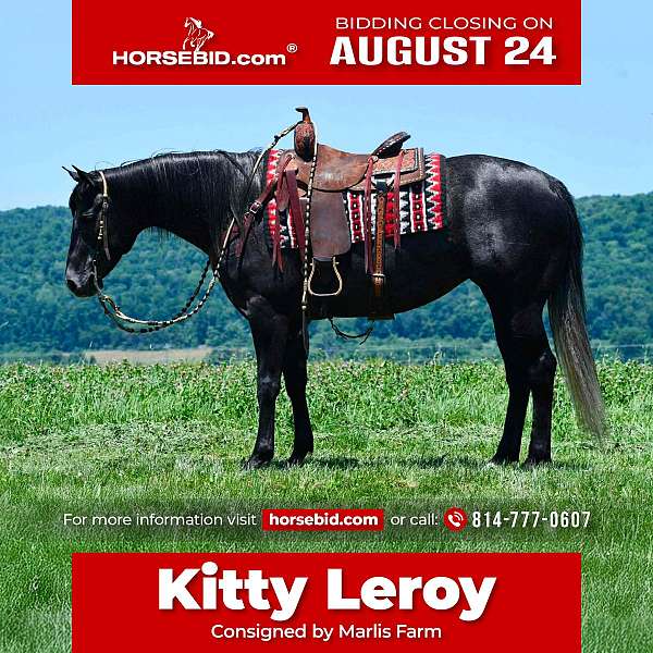 all-around-quarter-horse