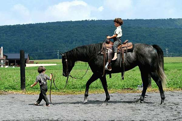 athletic-quarter-horse
