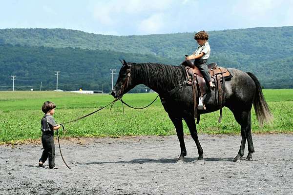 beginner-quarter-horse