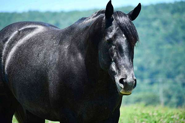 breeding-quarter-horse