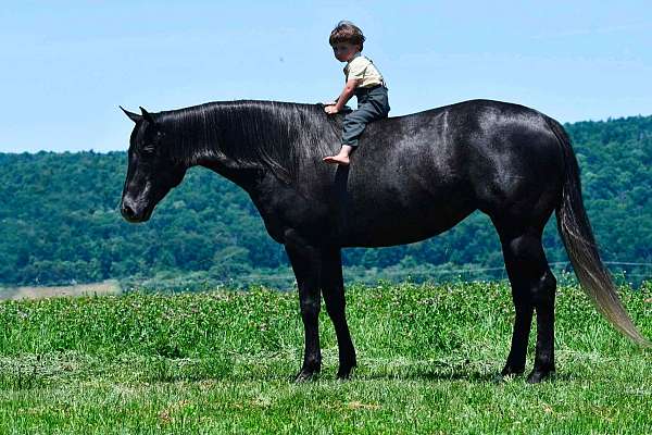 flashy-quarter-horse