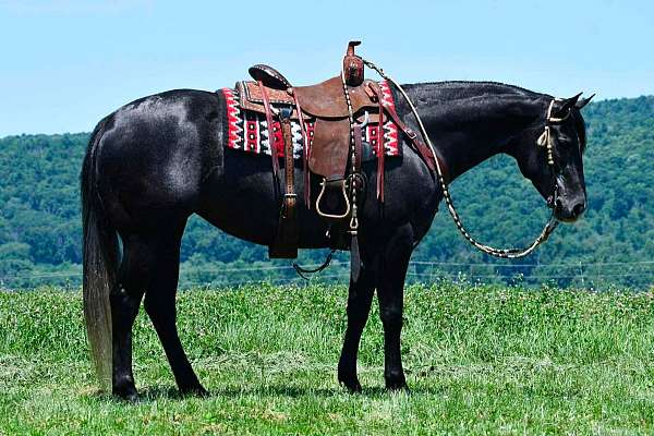 husband-safe-quarter-horse