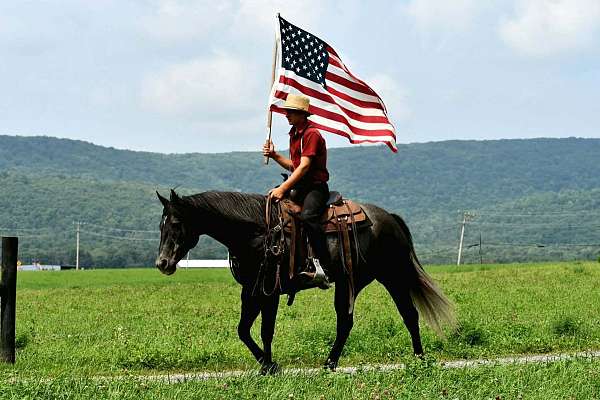 performance-quarter-horse