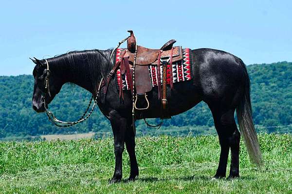 ranch-quarter-horse