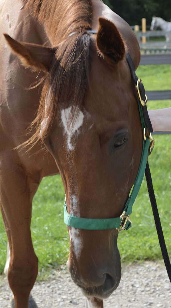 equitation-prospect-thoroughbred-horse