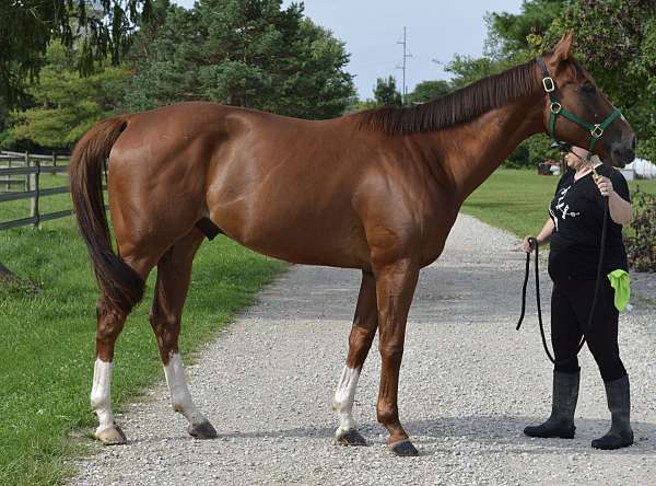 dressage-thoroughbred-horse
