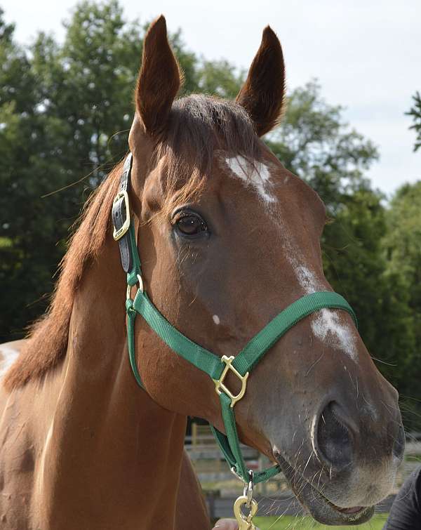 ready-for-finishing-horse