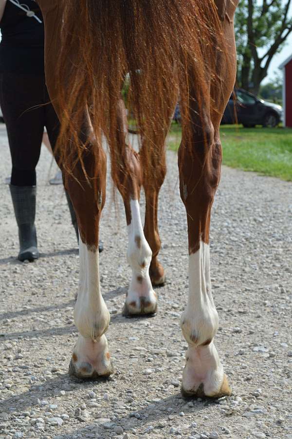 equitation-prospect-gelding