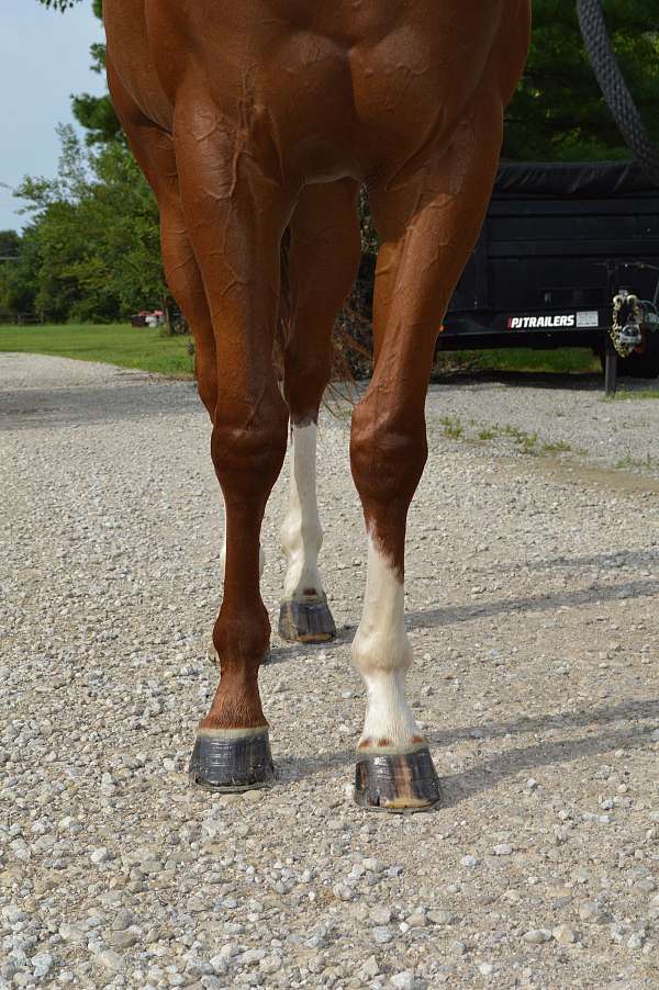 just-arrived-gelding