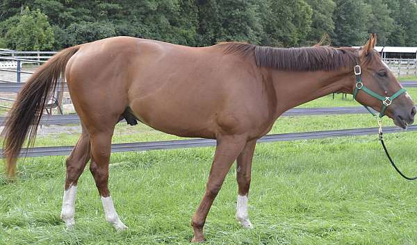 ready-for-finishing-gelding