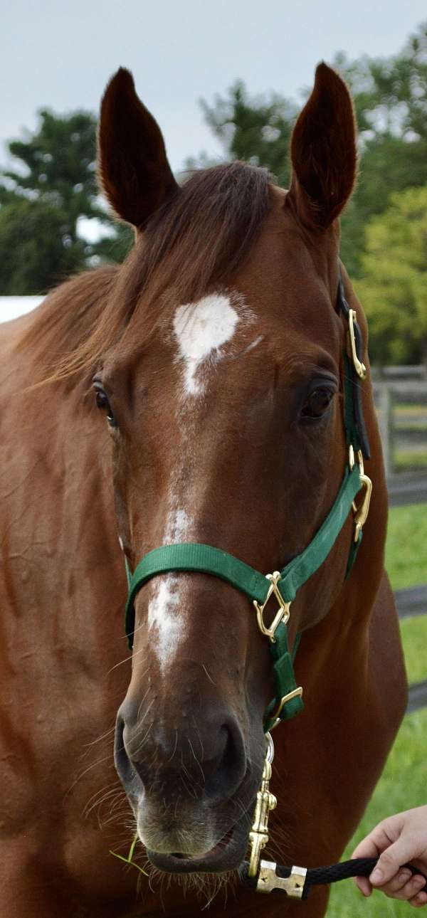 amateur-thoroughbred-horse