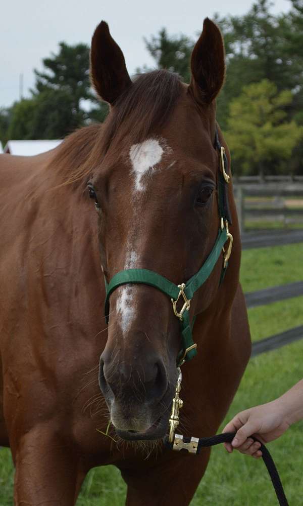 and-more-thoroughbred-horse