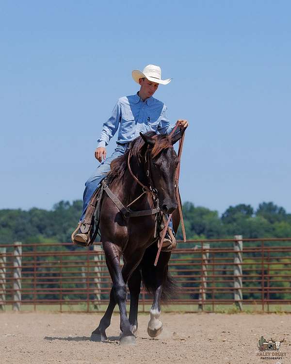 ranch-percheron-pony
