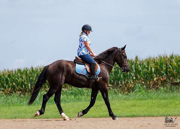 parade-percheron-pony