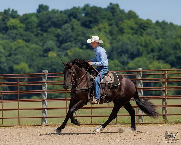 ranch-work-percheron-pony