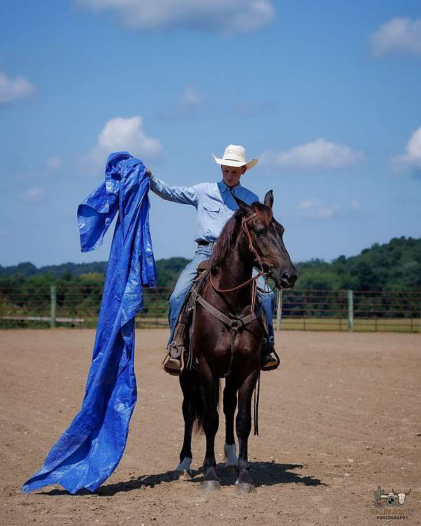 ridden-western-percheron-pony