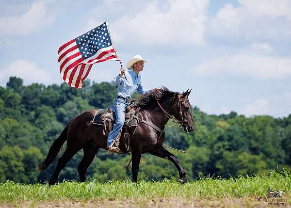 show-hack-percheron-pony