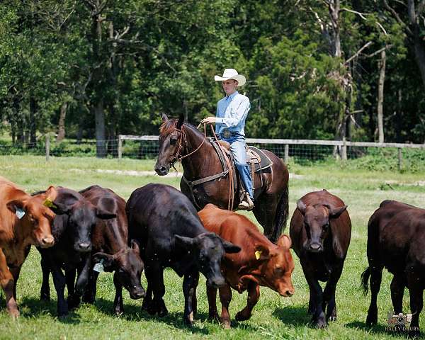 working-cattle-percheron-pony
