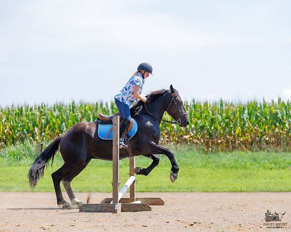 15-hand-percheron-pony