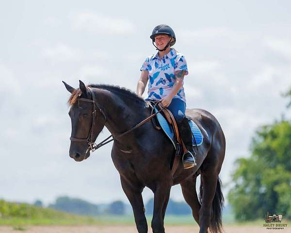 black-percheron-pony
