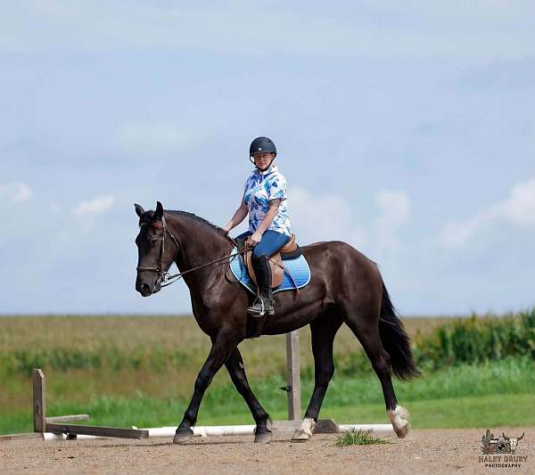 all-around-percheron-pony