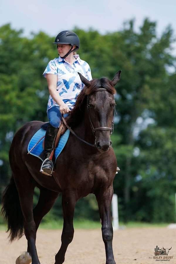 athletic-percheron-pony