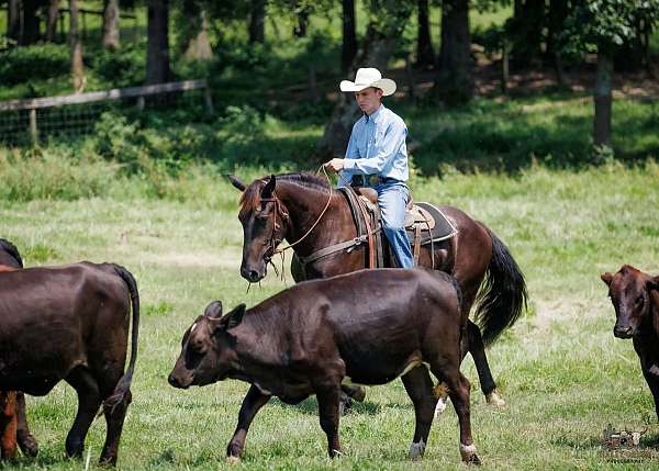 cross-percheron-pony