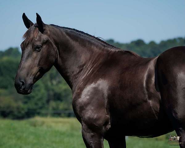draft-percheron-pony