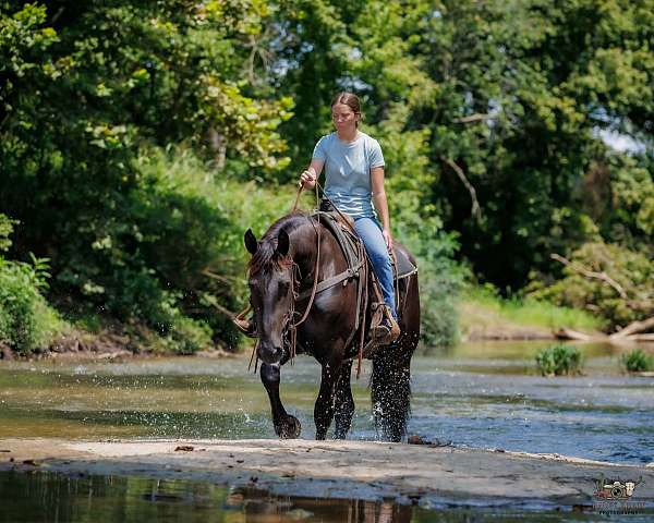 flashy-percheron-pony