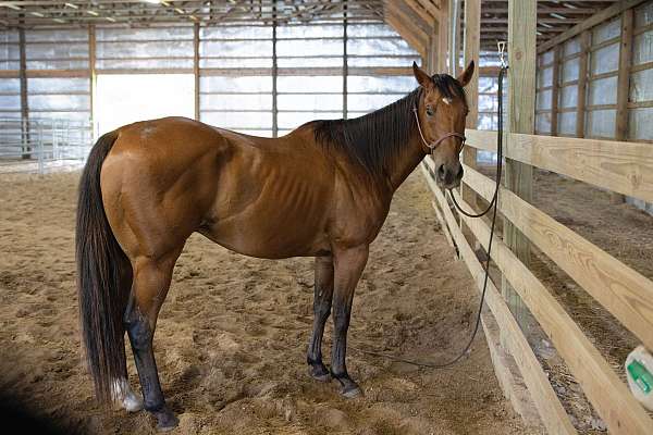 bay-scar-on-back-right-flank-horse