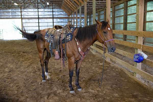 pole-prospect-thoroughbred-horse