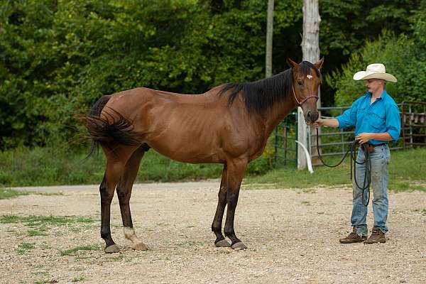 cow-horse-prospect-thoroughbred