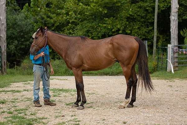 professionally-trained-thoroughbred-horse