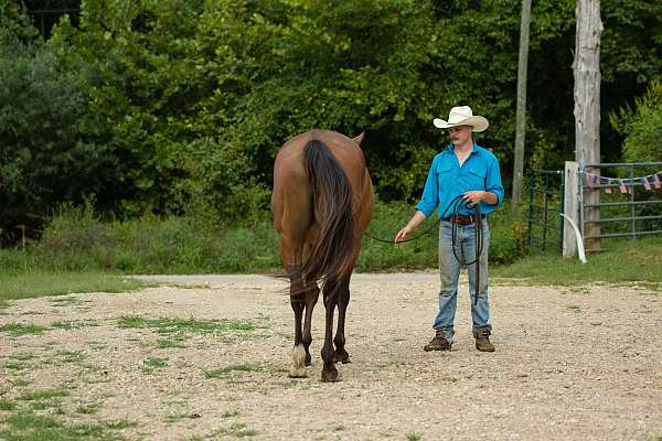 missouri-thoroughbred-horse