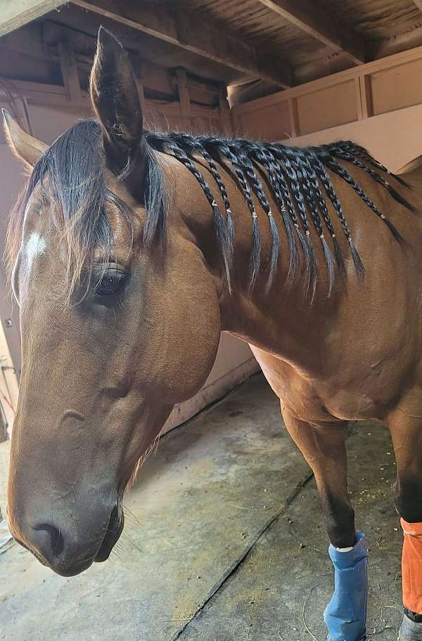 152hh-thoroughbred-horse