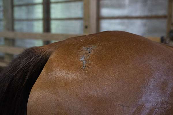 scar-on-back-right-flank
