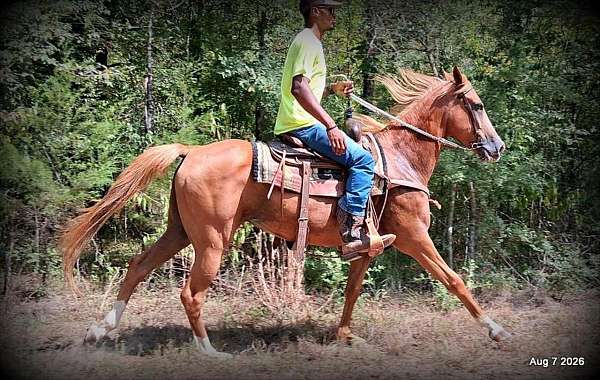 all-around-mar-horse