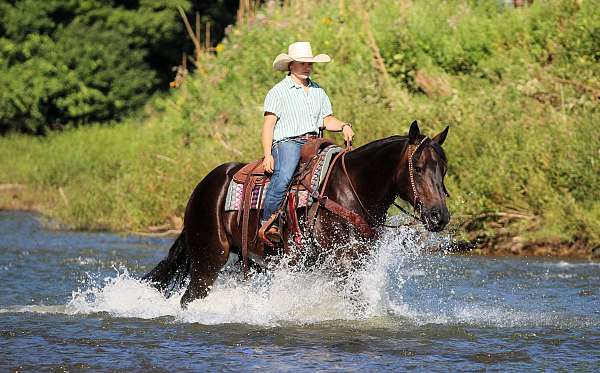 athletic-quarter-horse