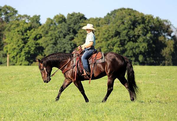 beginner-quarter-horse